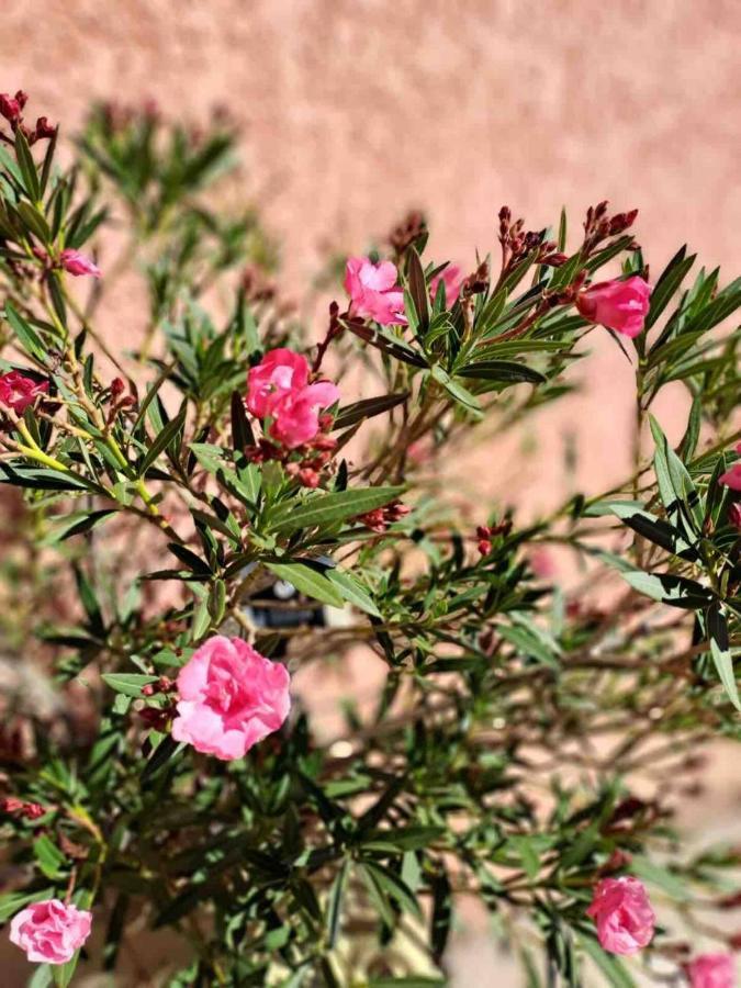 Studio Escale Champetre 31 Donneville المظهر الخارجي الصورة